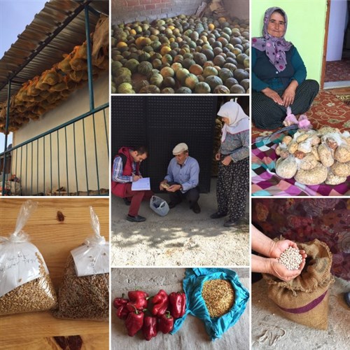 Manisa İli Demirci İlçesi Organik Tarım Kapasitesinin Geliştirilmesi ve Yerel Çeşitlerin Korunması